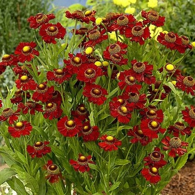 Helenium autumn. 'Ruby Tuesday' Velikost hrnku: 2l černý