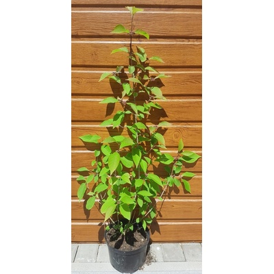 Krásnoplod (Callicarpa bodinieri ´Profusion´) veľkosť 80-110cm