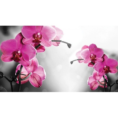 Postershop Fototapeta vliesová Orchidej na šedém pozadí, rozměry 152,5x104 cm