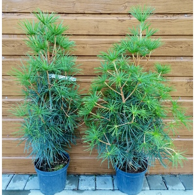 Dáždnikovec praslenovitý (Sciadopitys verticillata) veľkosť 80-100cm