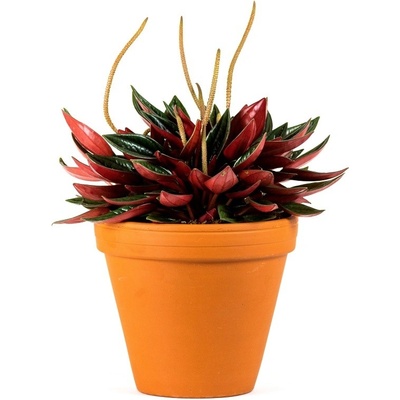 Gardners Peperomia caperata Rosso, průměr 6 cm Peperomie, pepřinec