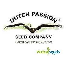 Dutch Passion AUTO Power Plant semena neobsahují THC 3 ks