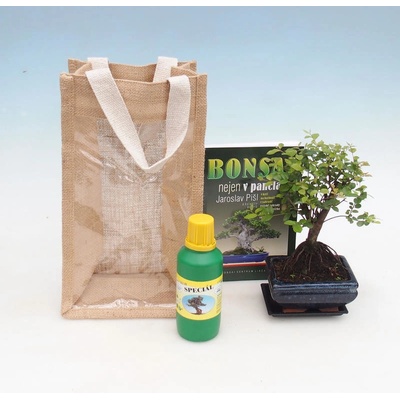 Pokojová bonsai v dárkové tašce - JUTA Sagerecie čajová - Sageretia thea