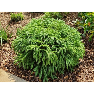 Kryptoméria japonská GLOBOSA NANA, výška cca 30cm, priemer 30-50 cm, kont. 10 l