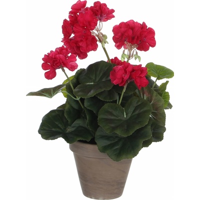 97516601 97516301 Pelargónie - Geranium H34, P20 cm červená v květináči