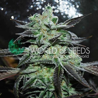 World of Seeds Strawberry Blue semienka neobsahujú THC 12 ks