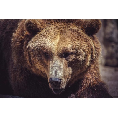 DIMEX ART Флизелинов фототапет кантабрийска кафява мечка 375 x 250 см