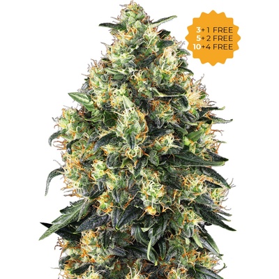 Sensi Seeds Super Skunk Automatic semienka neobsahujú THC 1 ks