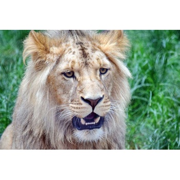 DIMEX ART s. r. o Флизелинов фототапет лъвска глава 375 x 250 см