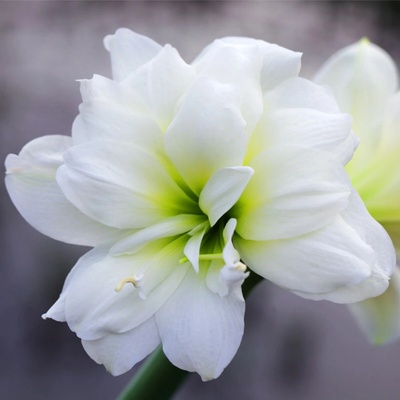 Hvězdník plnokvětý Jewel Hippeastrum cibule hvězdníku 1 ks