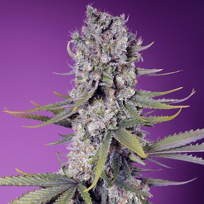 Sweet Seeds Papaya Zoap F1 Fast Version semienka neobsahujú THC 100 ks