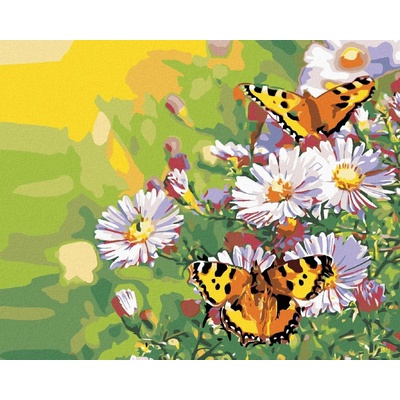 zuty Malování podle čísel Motýlci na kopretinách 50 x 40 cm vypnuté plátno na rám