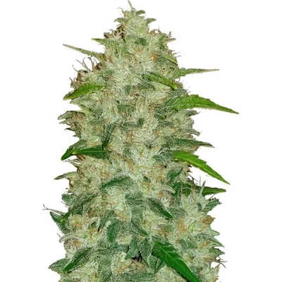 Fastbuds Original Auto Chemdawg semienka neobsahujú THC 100 ks
