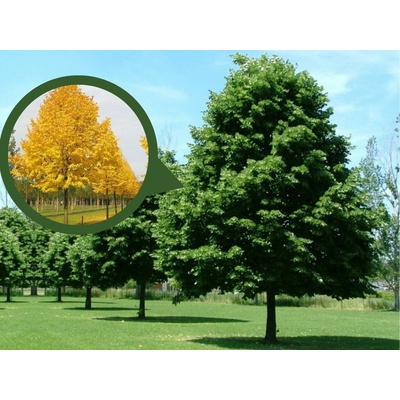 Lipa malolistá Greenspire na kmienku, výška 250-300 cm, kvetináč 35-45 l