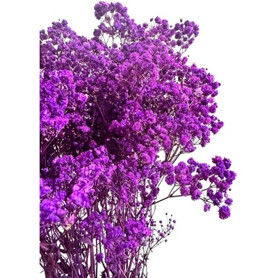 Nevěstin závoj/stabilizovaná Gypsophila svazek/kytice FIALOVÁ 50g