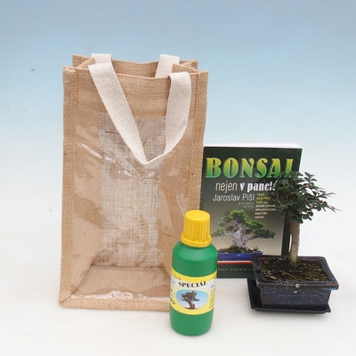 Pokojová bonsai v dárkové tašce - JUTA Ulmus parvifolia-Pokojový jilm