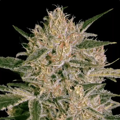 Paradise Seeds Nebula II CBD semena neobsahují THC 10 ks