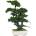 Procumbens bonsai 70 cm
