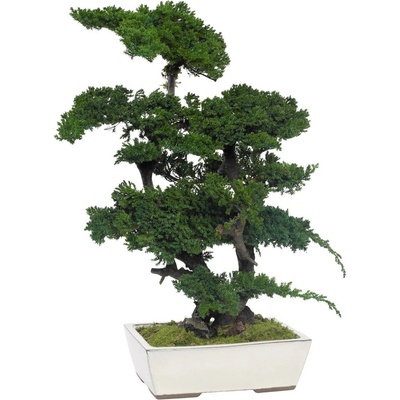 Procumbens bonsai 70 cm