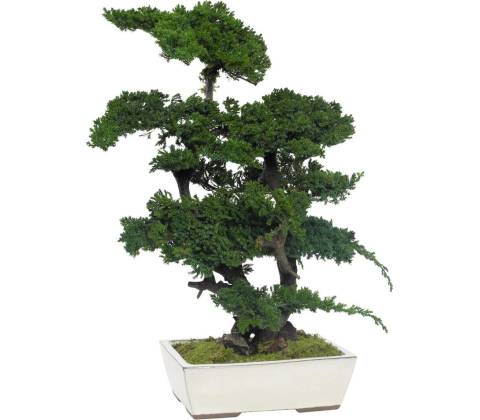 Procumbens bonsai 70 cm