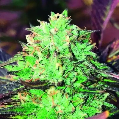 The Kush Brothers Seeds Gelato Royal semienka neobsahujú THC 10 ks