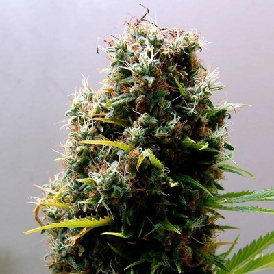 Soma Seeds Kushadelic semienka neobsahujú THC 10 ks