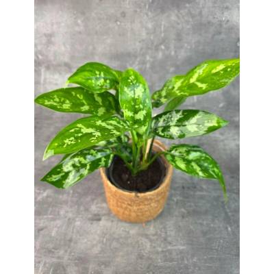 Aglaonema Maria 14 cm (pokojovka do polostínu)