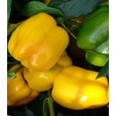 Paprika Garnet F1 - Capsicum annuum - Semiačka - 10 ks