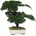 Procumbens bonsai 50 cm