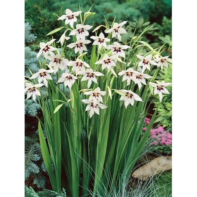 Pávie orchidea Acidanthera 10 ks