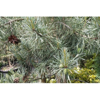 Borovice lesní 'Argentea' - Pinus sylvestris Argentea