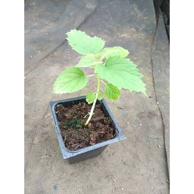 Paulovnie sazenice (Paulownia) - 10 cm Varianta: Paulovnie plstnatá (Paulownia tomentosa)