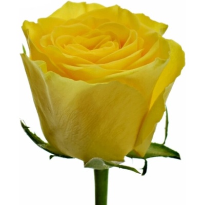 Žlutá růže SOLERO 50cm (M)