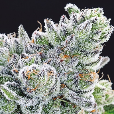 Anesia Seeds Sour Betty semienka neobsahujú THC 3 ks