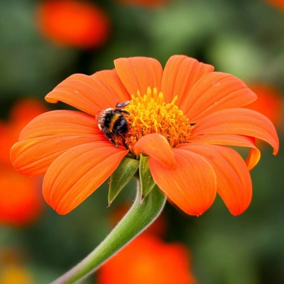 Titónie okrouhlolistá Fiesta Del Sol Tithonia rotundifolia semena titónie 60 ks