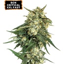 Seedstockers BCN Critical XXL FAST semena neobsahují THC 3 ks