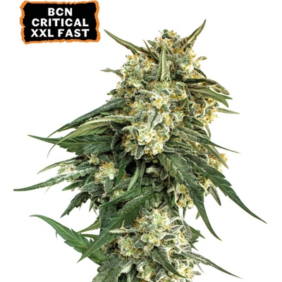 Seedstockers BCN Critical XXL FAST semena neobsahují THC 3 ks