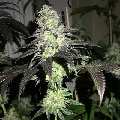 Pheno Finder Seeds Do Z Dos semienka neobsahujú THC 5 ks