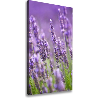 Vertikálny foto obraz canvas Pole levanduľe 50x100 cm