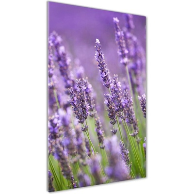Vertikálny foto obraz fotografie na skle Pole levanduľe 50x100 cm