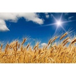 DIMEX ART Флизелинов фототапет пшенично поле 375 x 250 см