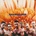 Rammstein - Herzeleid CD