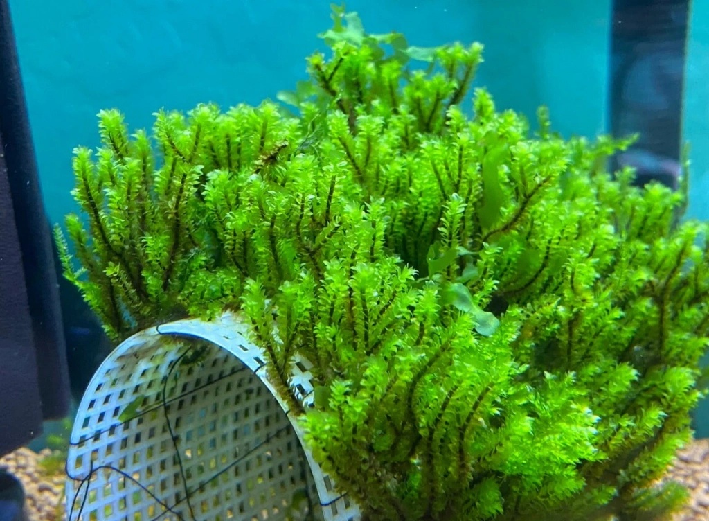 Hookeriaceae Moss
