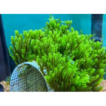 Hookeriaceae Moss