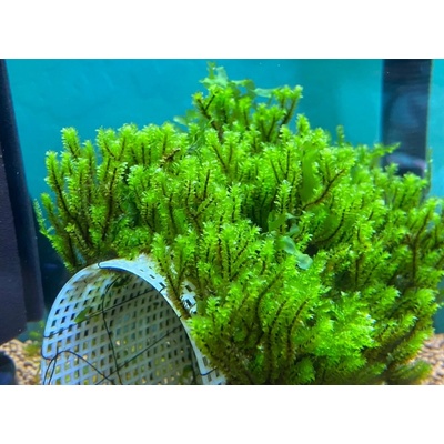 Hookeriaceae Moss