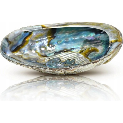 Přírodní Podložka pod Kadidlo, na šperky KRÁSNÁ Mušle Abalone 14-15 cm – Zboží Dáma