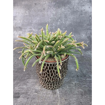 Rhipsalis Horrida 12 cm (Pralesní kaktus vhodný do polostínu)