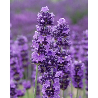 Lavandula angustifolia VALENCE DARK VIOLET - levandule úzkolistá