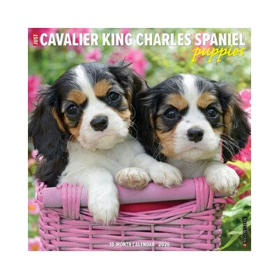 Cavalier King Charles Spaniel Puppies 12 X 12 Wall 2026