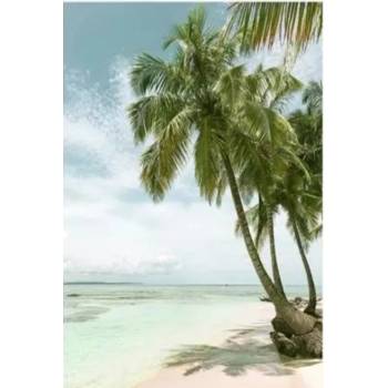 Image 1 of Палми 40/50 см